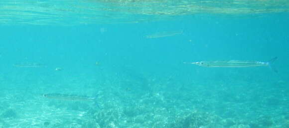 Image of Coral reef halfbeak