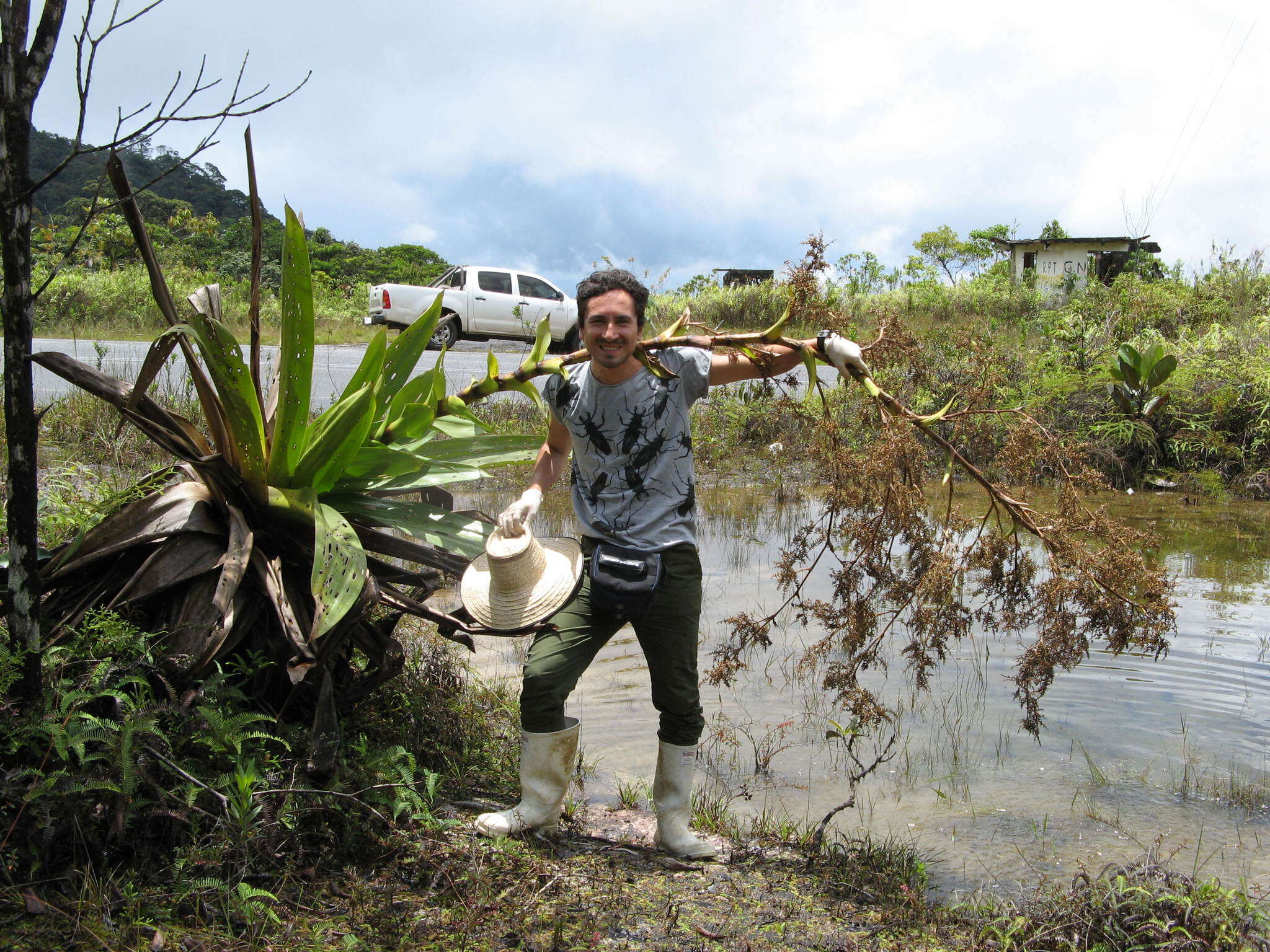 Image of Brocchinia micrantha (Baker) Mez