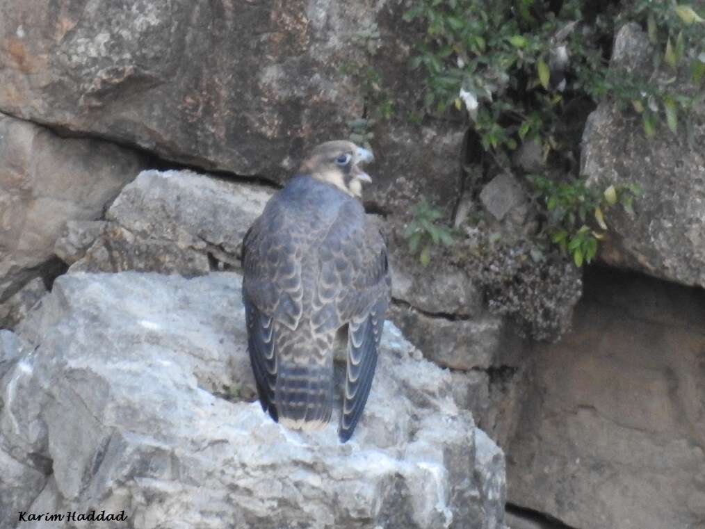 Image of Falco peregrinus brookei Sharpe 1873