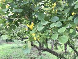 صورة Pterocarpus rotundifolius subsp. rotundifolius