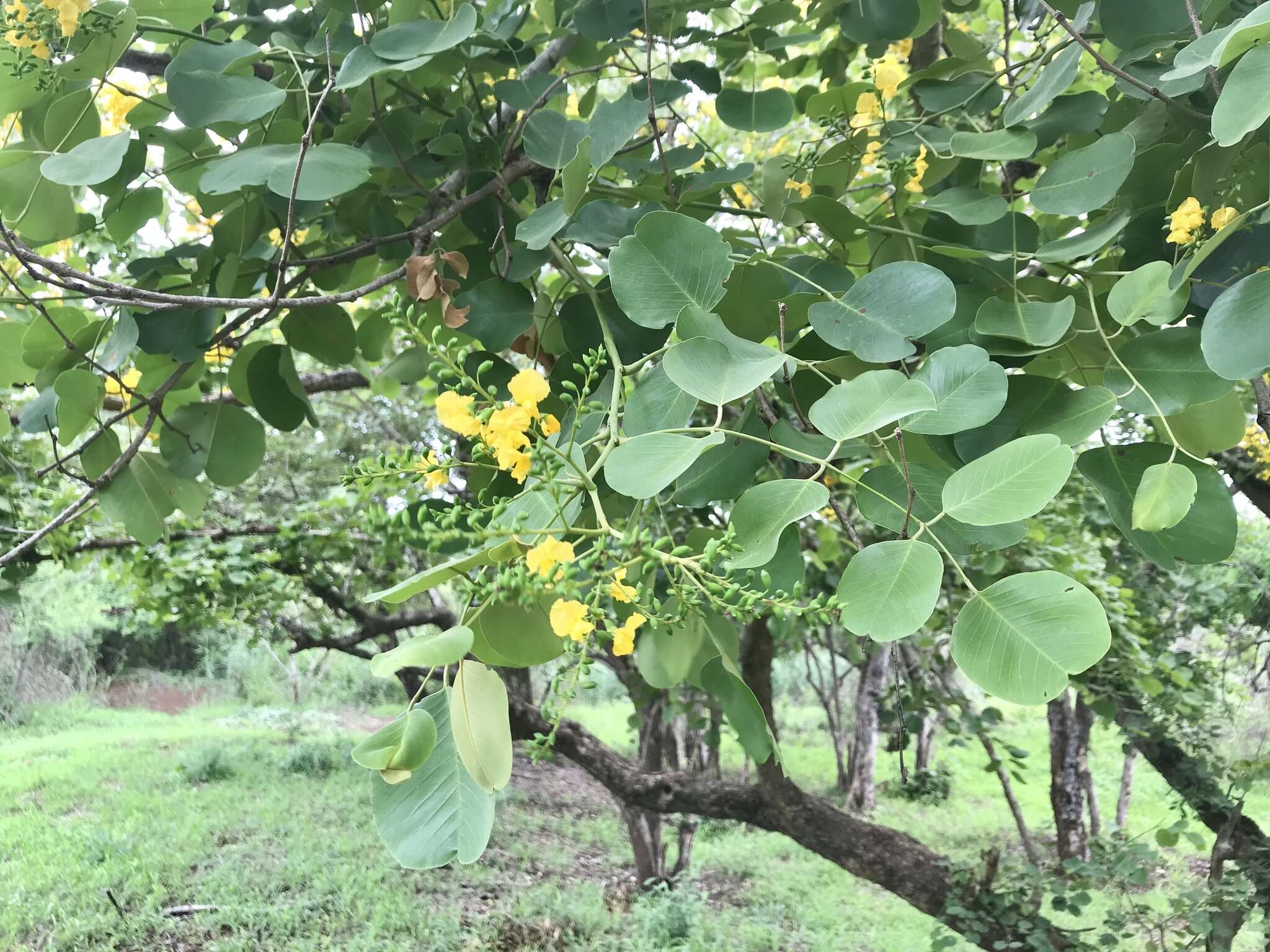 Imagem de Pterocarpus rotundifolius subsp. rotundifolius