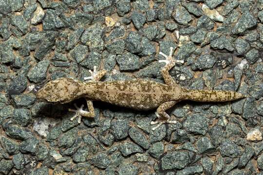 Image of Tesselated Gecko