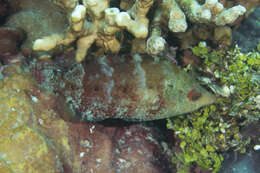 Image of Celebes wrasse