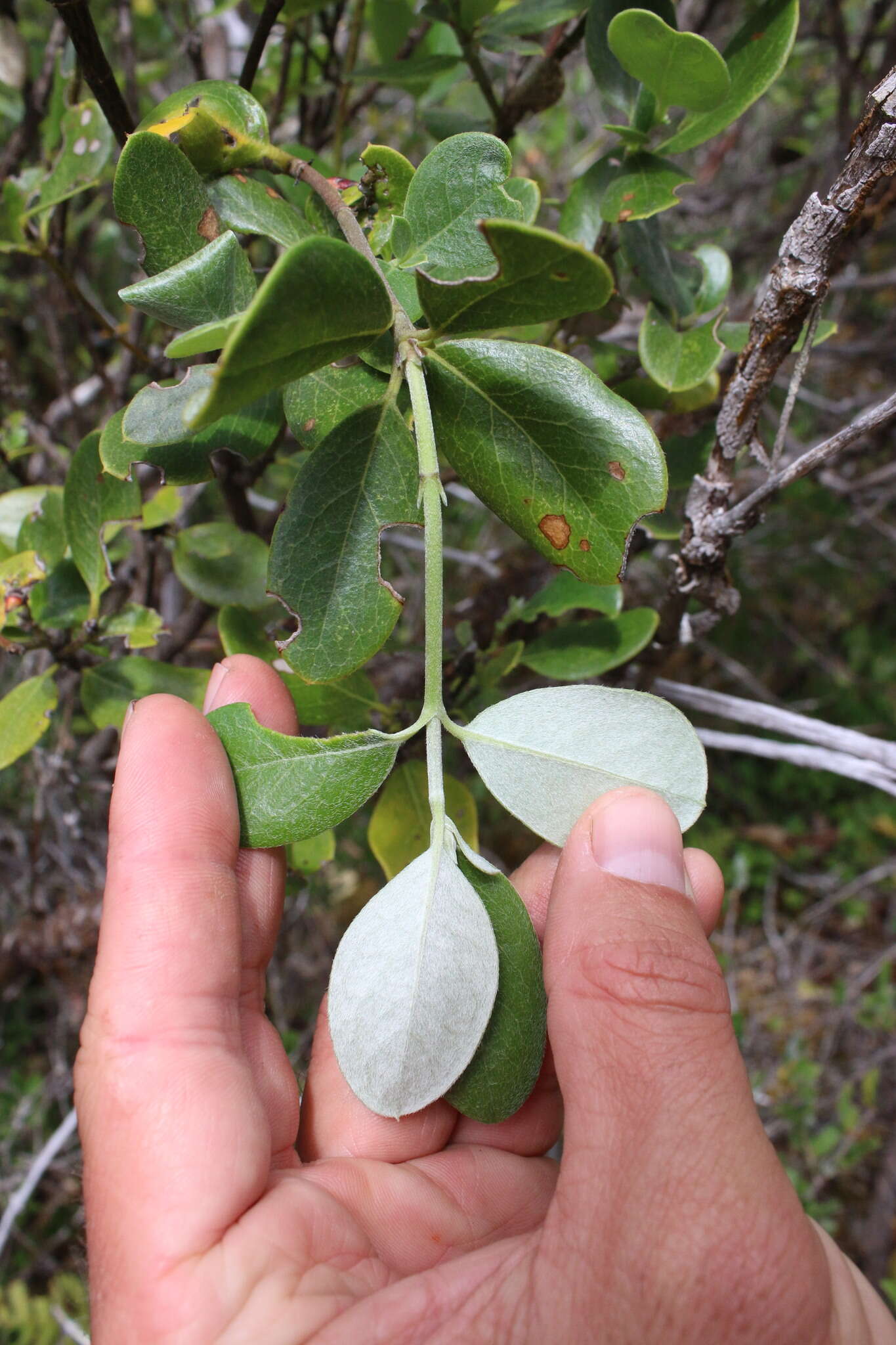 Image of dwarf silktassel