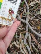 Image of Veined spider orchid