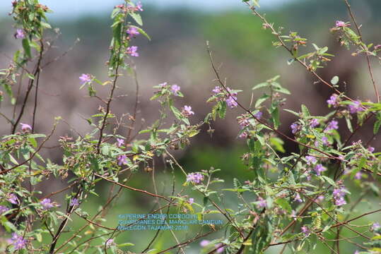 Image of Pyramid-Flower