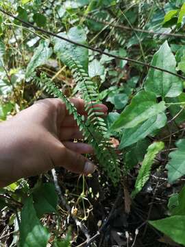 Image of blackstem spleenwort