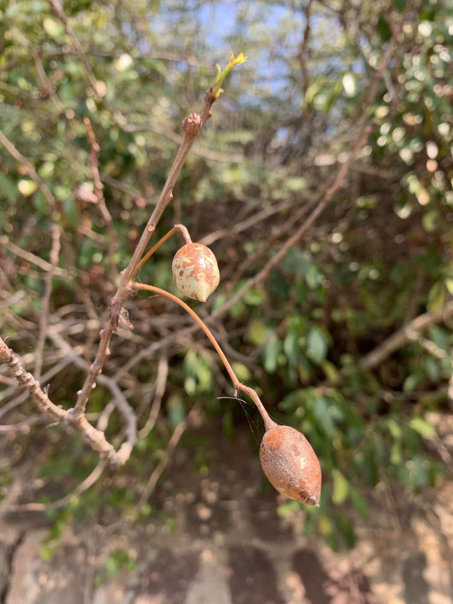 Image of Commiphora schlechteri Engl.