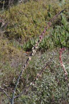 Image of Gasteria obliqua (Aiton) Duval