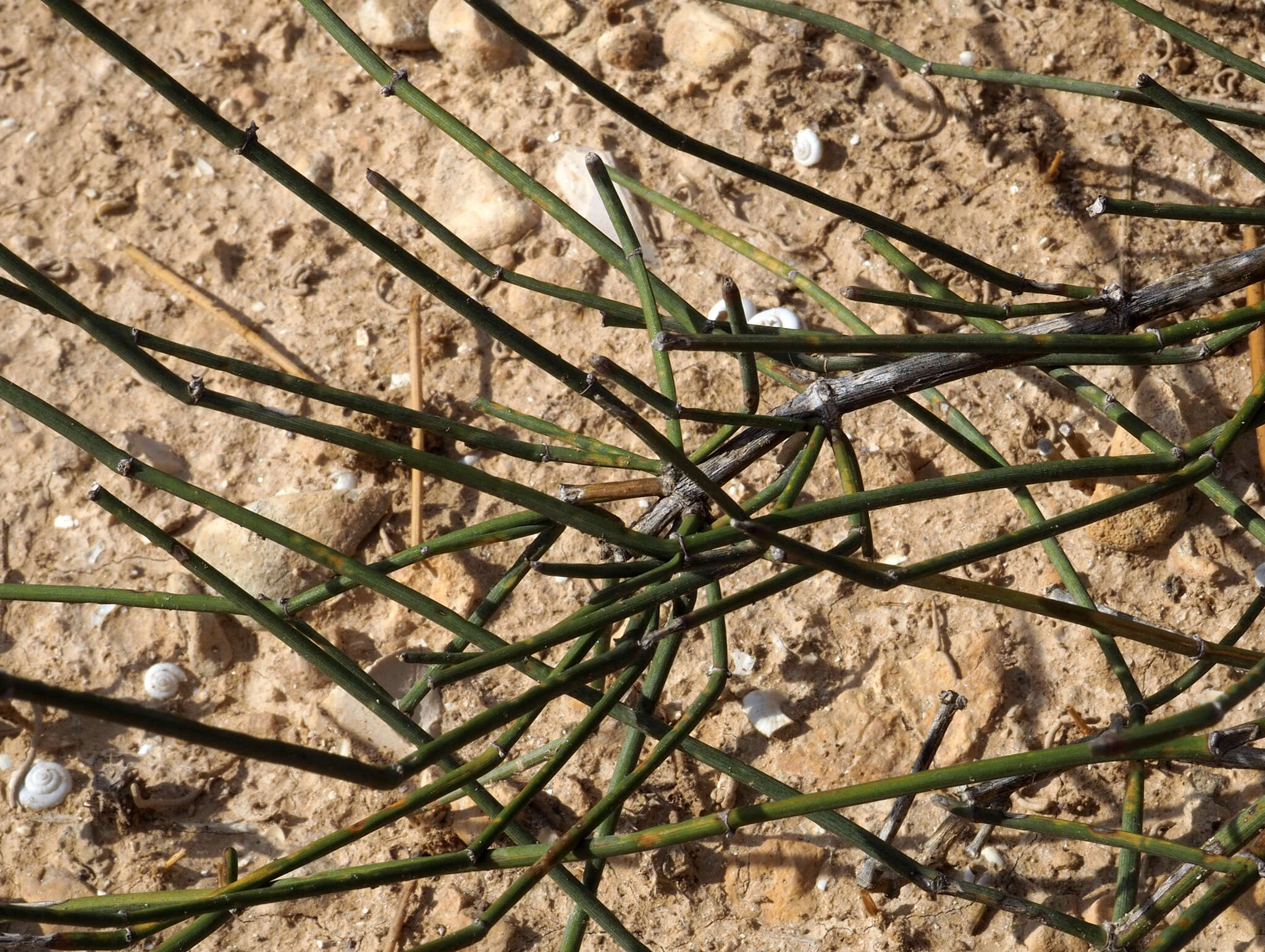 Image of Ephedra aphylla Forssk.