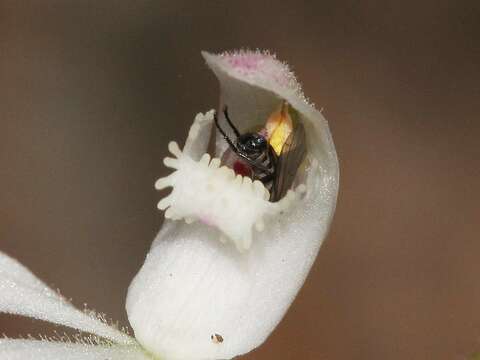 Image of Spicy caps