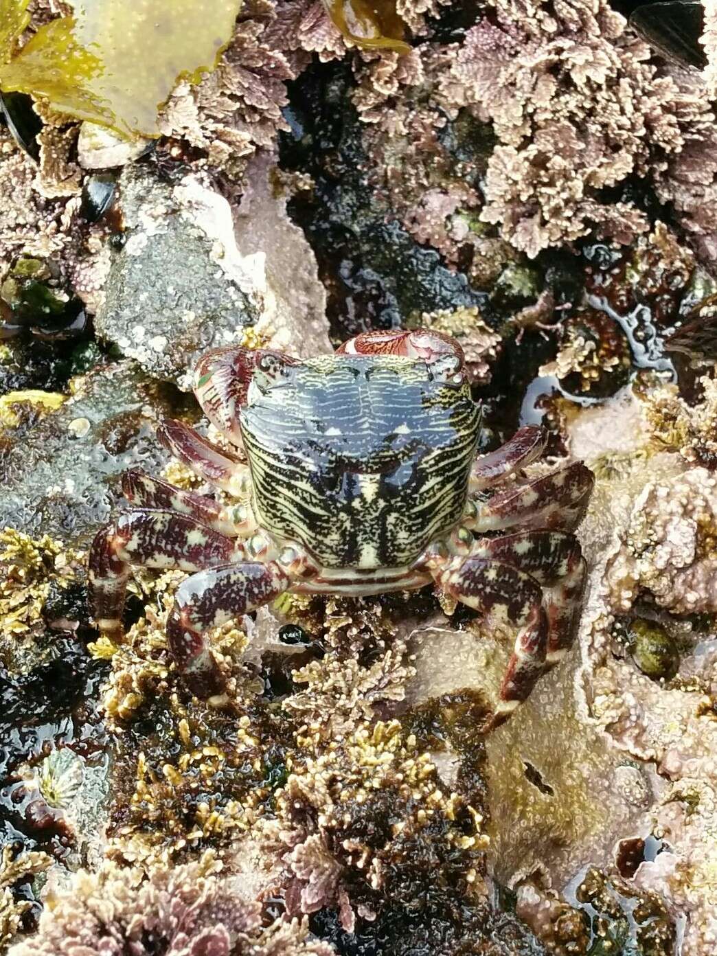 Image of striped shore crab