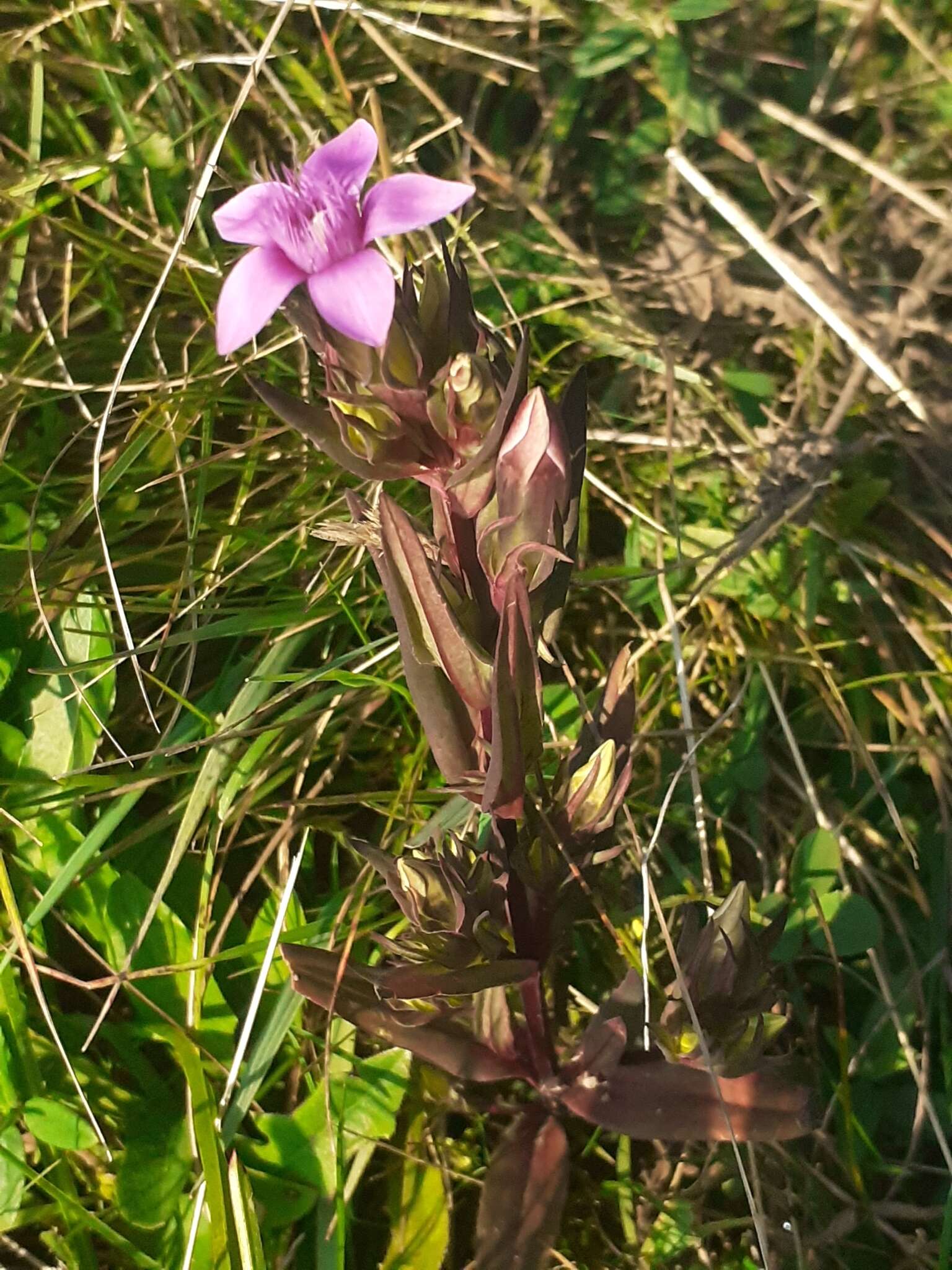 Imagem de Gentianella anisodonta (Borbás) A. & D. Löve