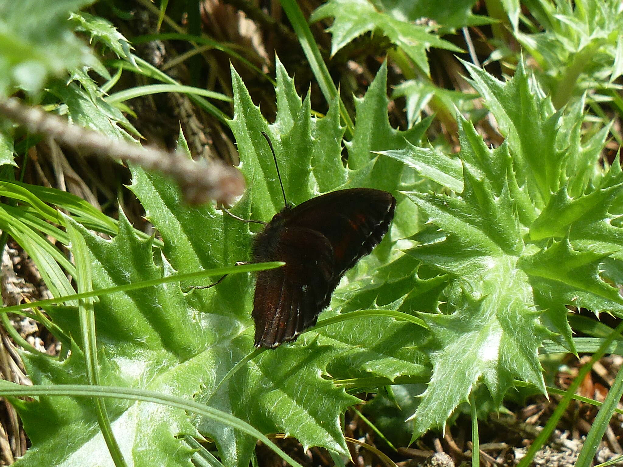 Image of Erebia euryale Esper 1777