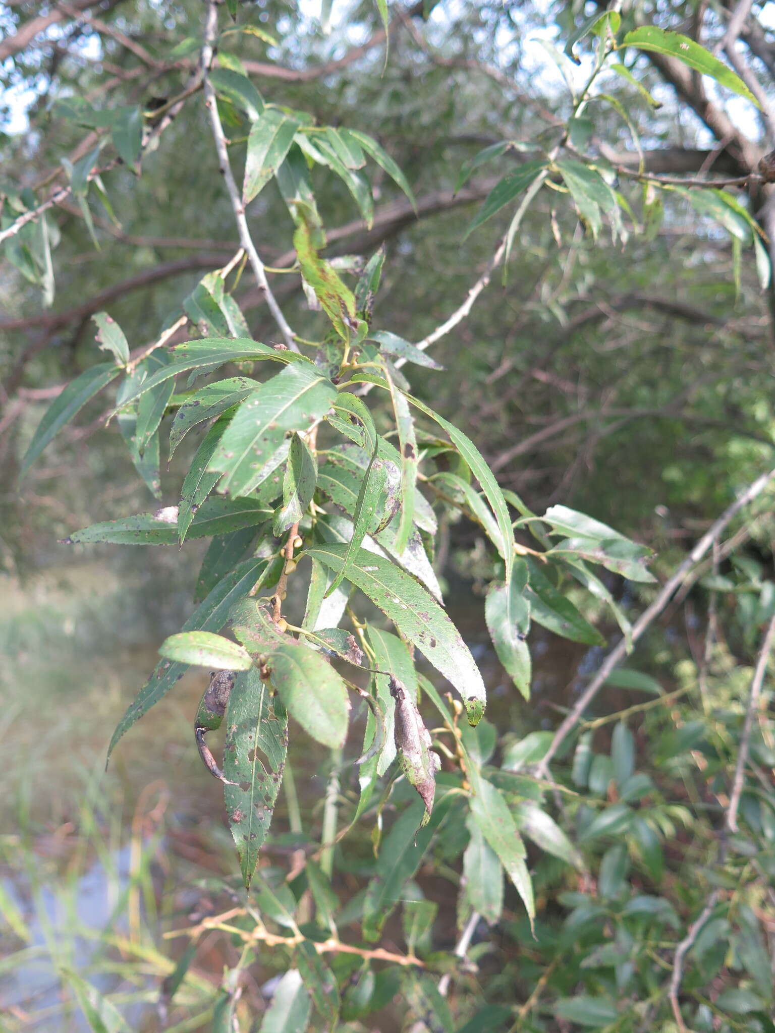 Image of Salix pierotii Miq.