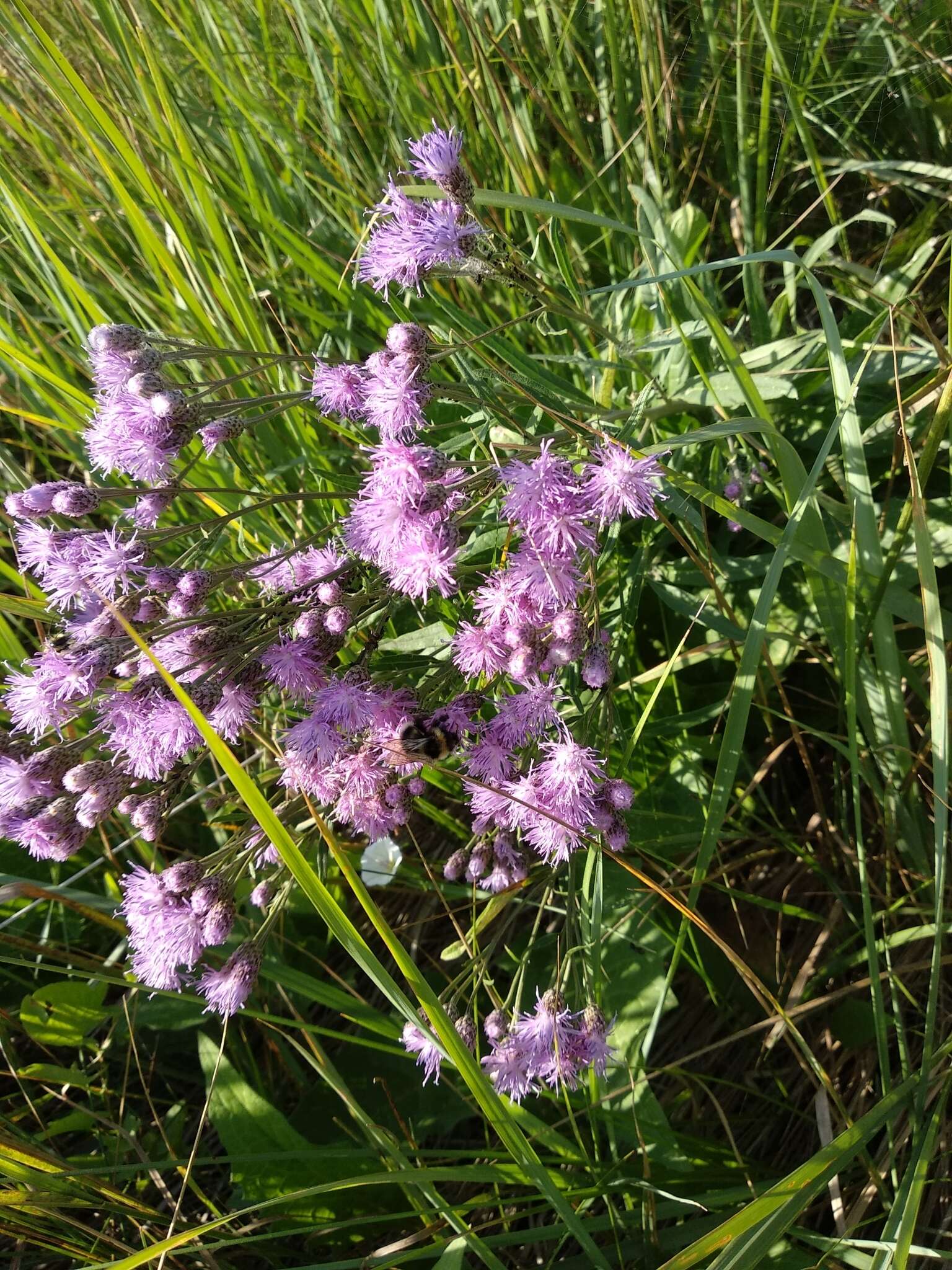 Imagem de Saussurea amara (L.) DC.