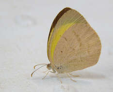 Слика од Eurema herla (Macleay 1826)