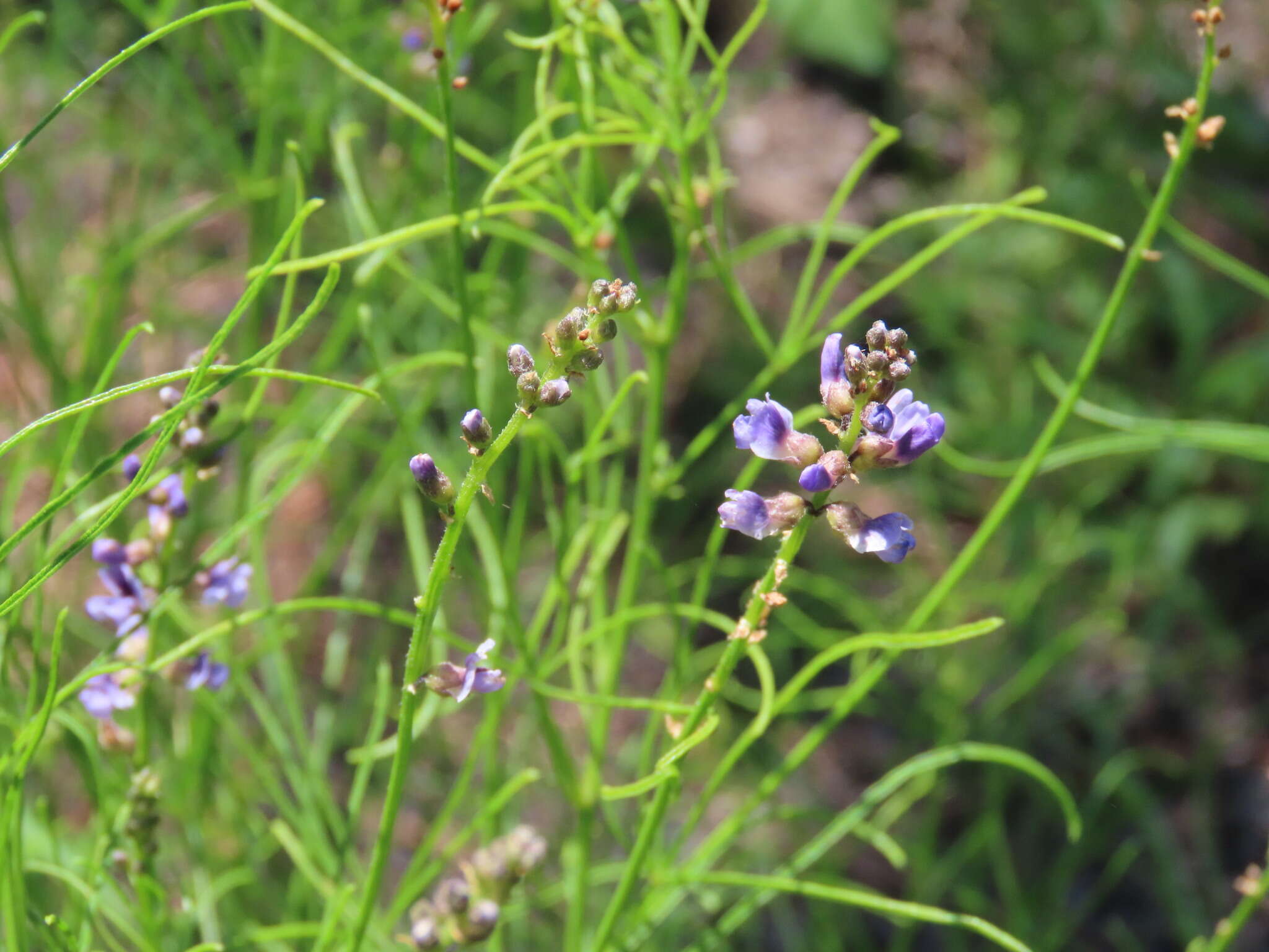 Imagem de Psoralea lupinella Michx.