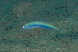 Image of Blue hana goby