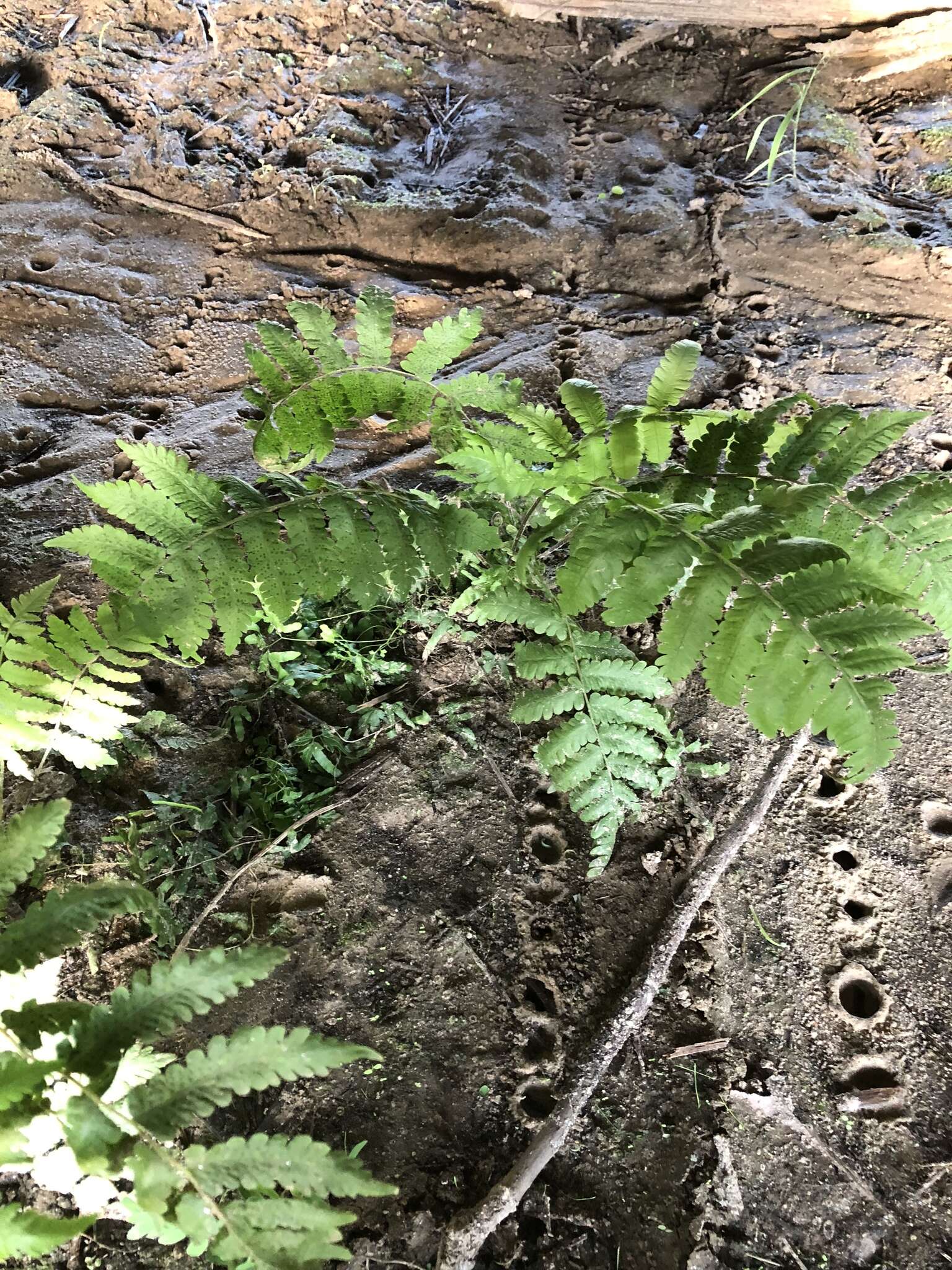 Image of Rough-Hairy Waterfall Fern