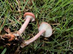 Image of Calocybe carnea (Bull.) Donk