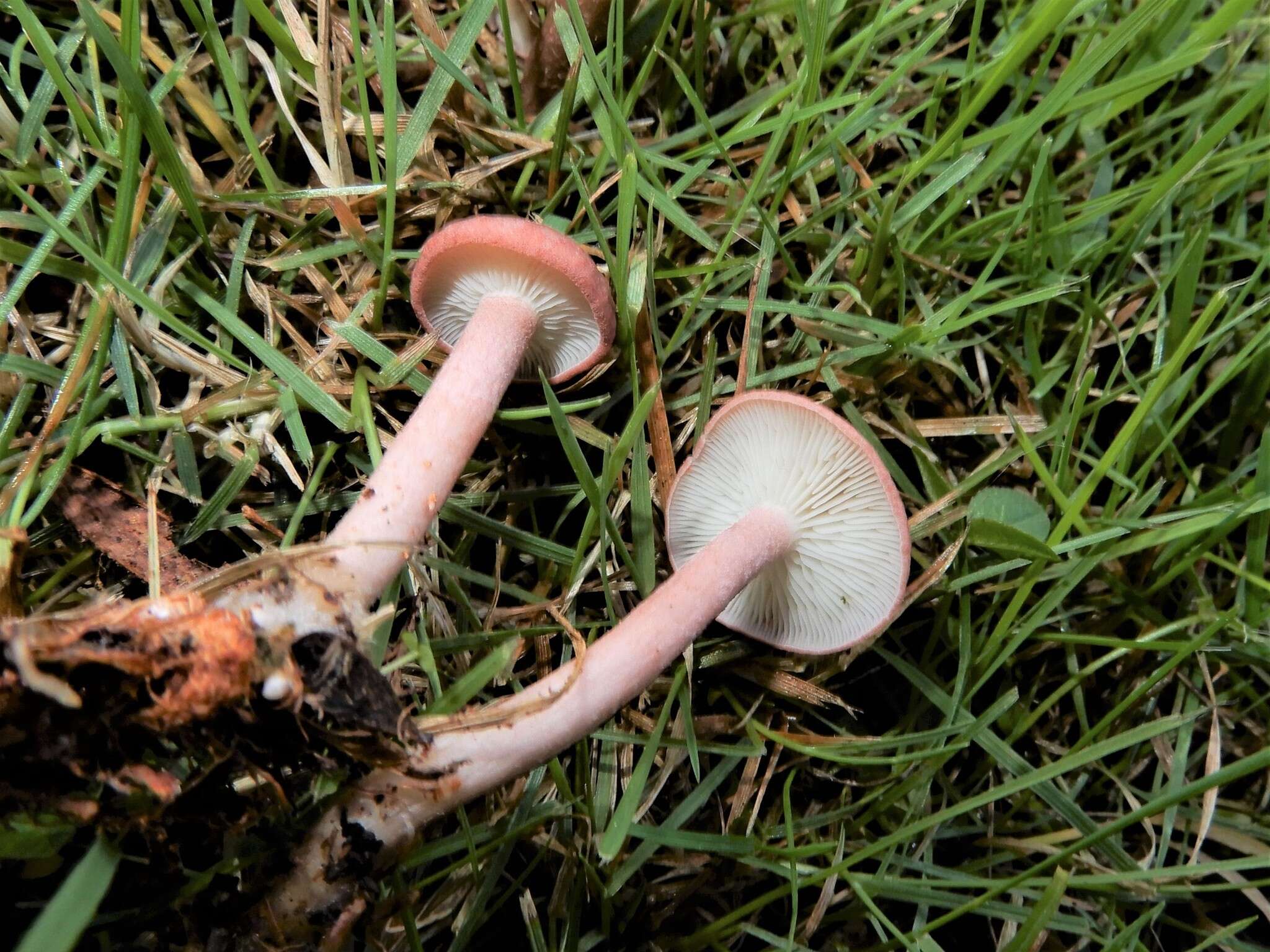 Calocybe carnea (Bull.) Donk resmi