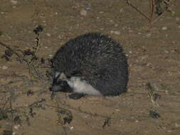 Image of Desert Hedgehog