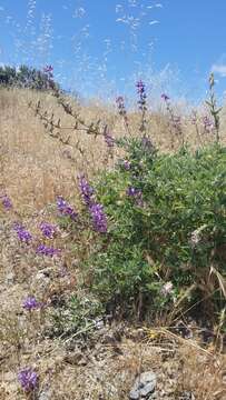 Image of longleaf bush lupine