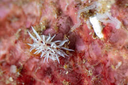 Image of Okenia brunneomaculata Gosliner 2004