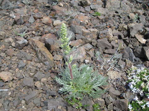 Imagem de Artemisia campestris subsp. borealis (Pall.) H. M. Hall & Clem.