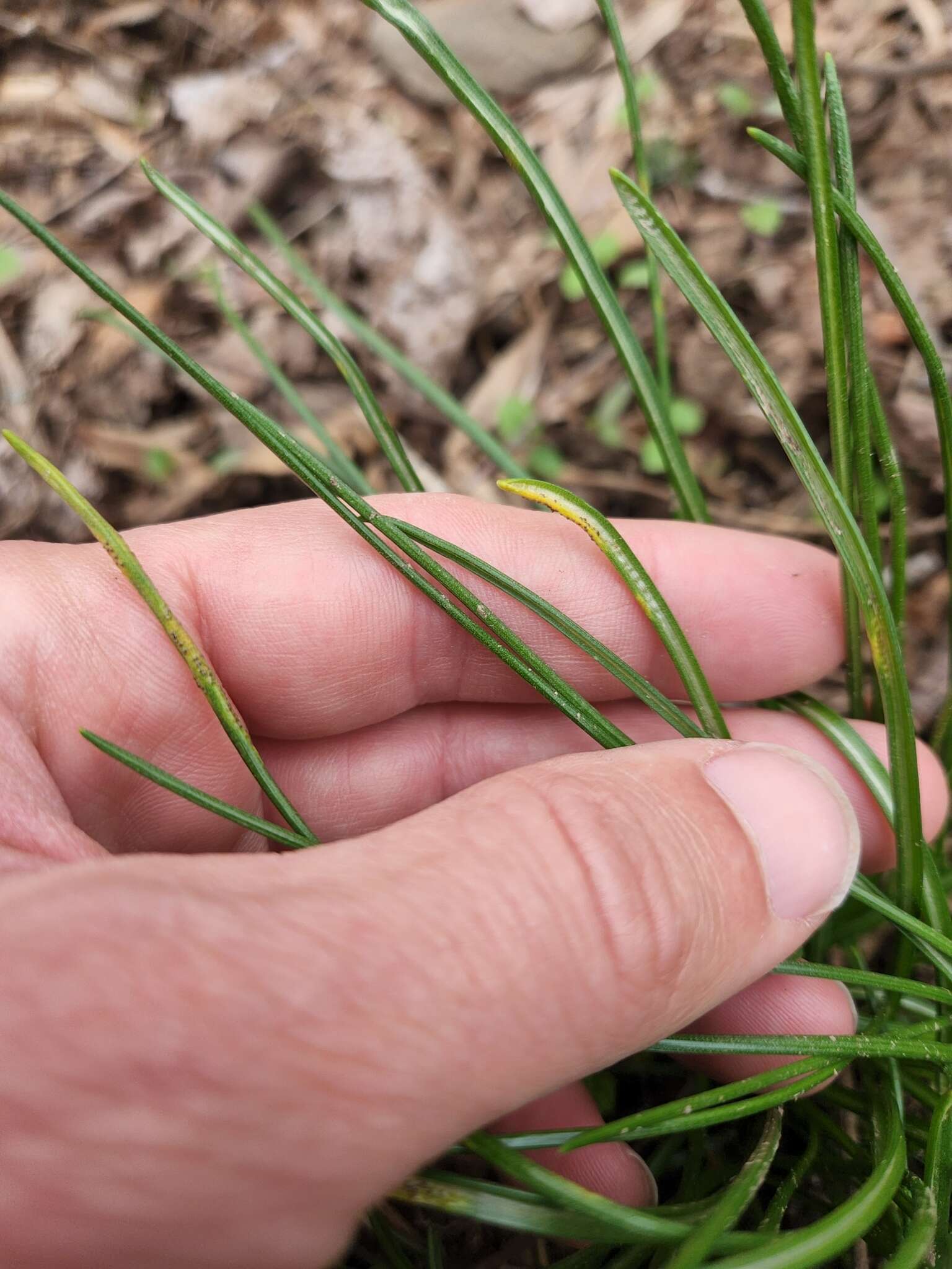 Image of Puccinia liliacearum Duby 1830