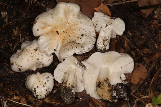 صورة Tricholoma subresplendens (Murrill) Murrill 1914