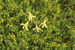 Image of Moraea bulbillifera (G. J. Lewis) Goldblatt