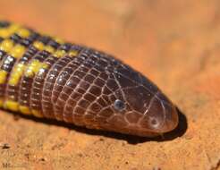 Image of shorthead worm lizards