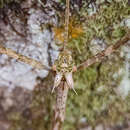 Image of Otocrania pleuracantha Redtenbacher 1908