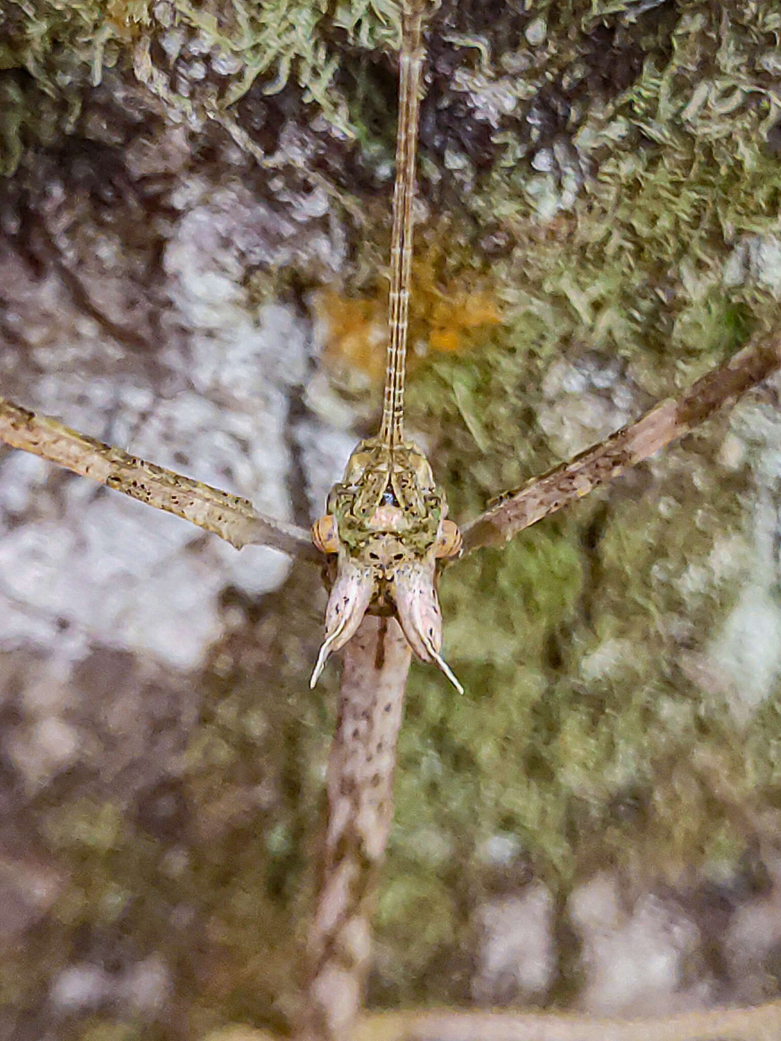 صورة Otocrania pleuracantha Redtenbacher 1908