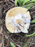 Image of Russula atroglauca Einhell. 1980