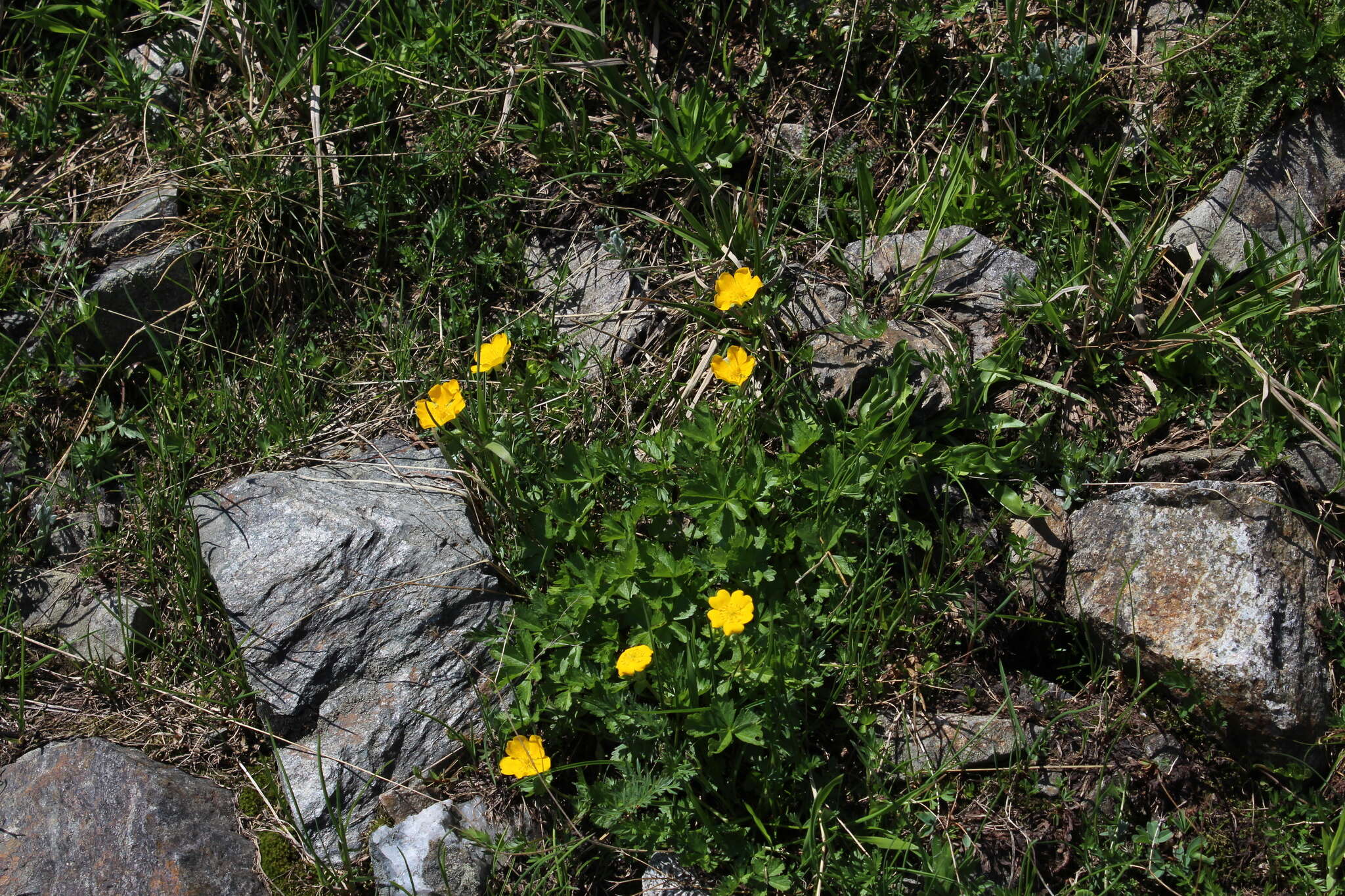 Image of Potentilla ruprechtii Boiss.