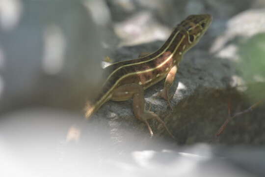 Image of Balkan Green Lizard