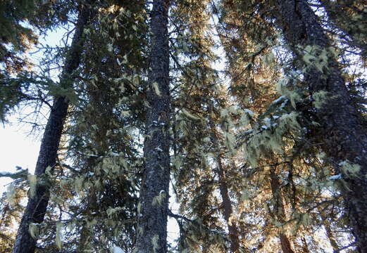 Image of perplexed beard lichen