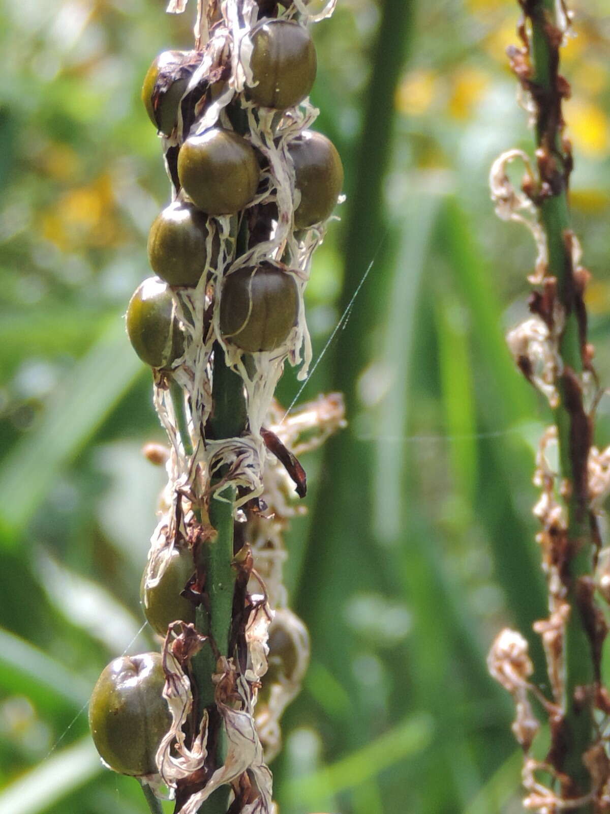 Asphodelus macrocarpus subsp. macrocarpus的圖片