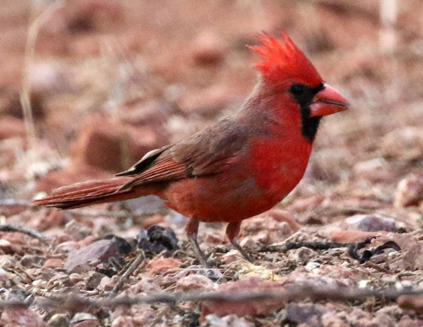 Imagem de Cardinalis cardinalis superbus Ridgway 1885