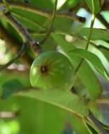 Image de Ficus superba var. henneana (Miq.) Corner