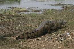 Image of West African crocodile