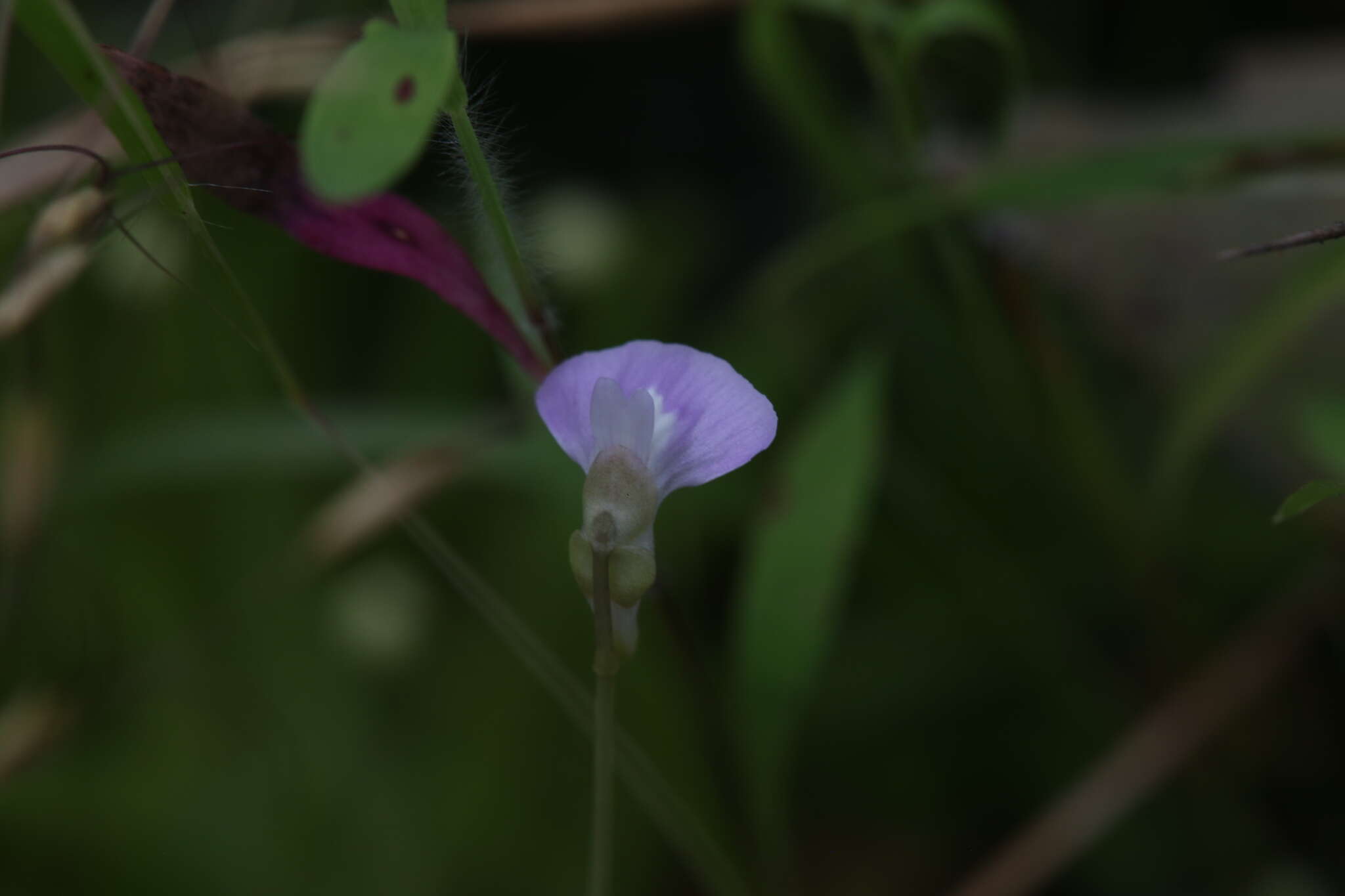 Image of Utricularia terrae-reginae P. Taylor