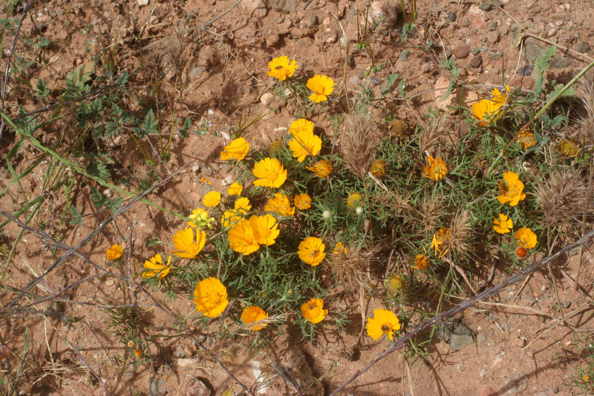 Image de Cladanthus arabicus (L.) Cass.