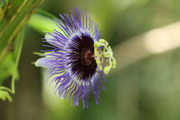 Image de Passiflora amethystina Mikan