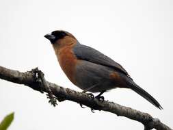 Image of Cinnamon Tanager