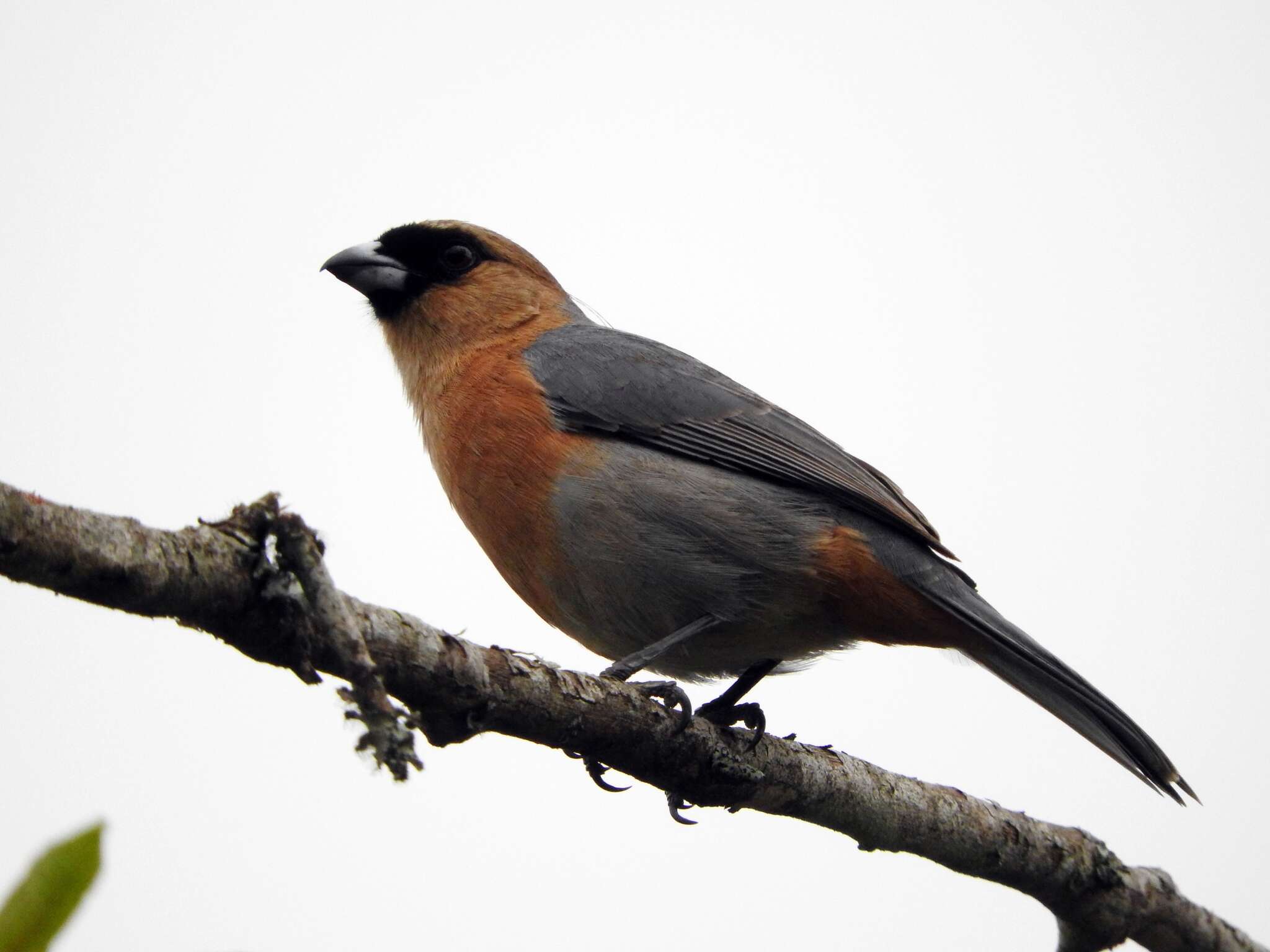 Image of Cinnamon Tanager