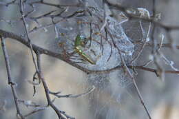 Image of Peucetia lucasi (Vinson 1863)